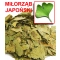 GINKGO BILOBA MIŁORZĄB JAPOŃSKI
